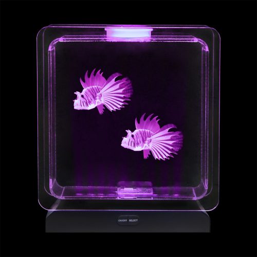 Tropical Fish Tank